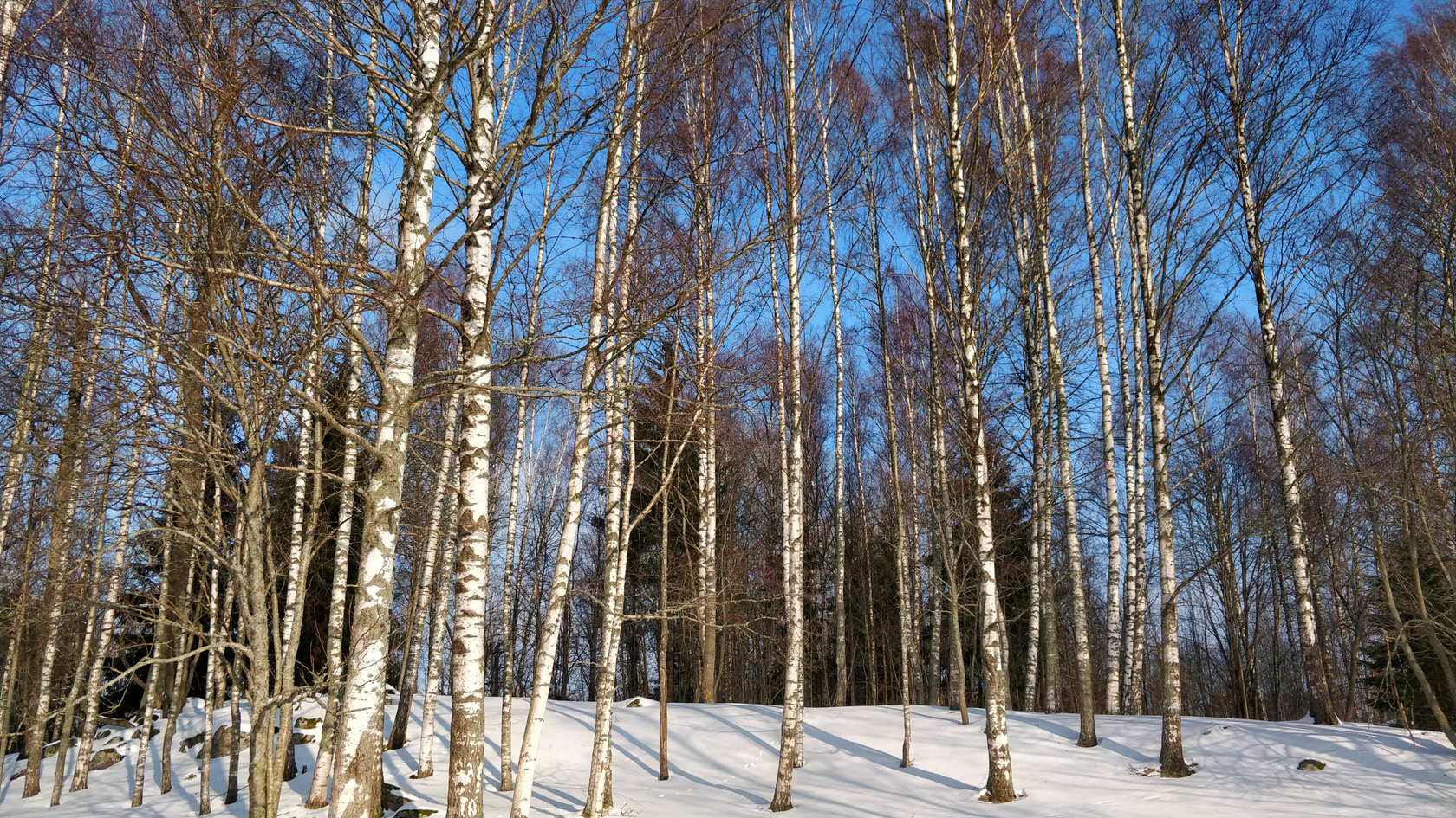 1019