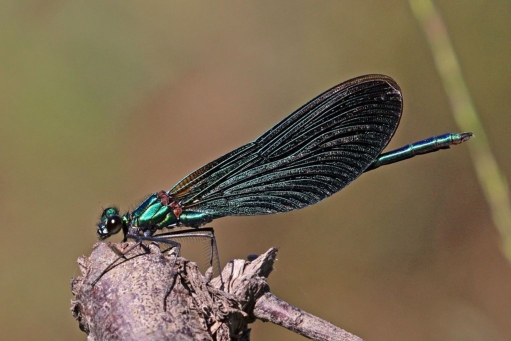male_3